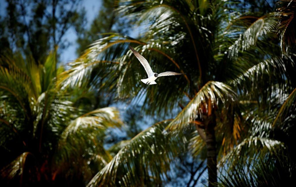 Warwick Paradise Island Bahamas (Adults Only) Nassau Zewnętrze zdjęcie