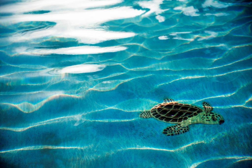 Warwick Paradise Island Bahamas (Adults Only) Nassau Zewnętrze zdjęcie